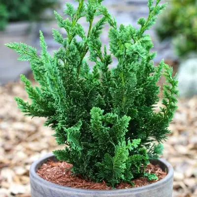 Кипарисовик ВИСЕЛЛИ лавсона в Минске