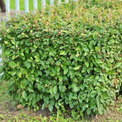 Кизильник блестящий в Минске