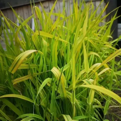 Фалярис АРКТИК САН тростниковый в Минске