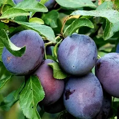 Слива ВЕНГЕРКА БЕЛОРУССКАЯ в Минске