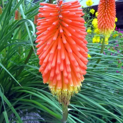 Книфофия БЕНГАЛ ФАЕР гибридная в Минске