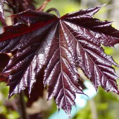 Клен КРИМСОН КИНГ остролистный в Минске