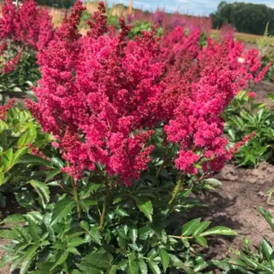 Астильба ЛАКИ ДЕЙ Арендса в Минске