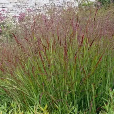 Просо ШЕНАНДО прутьевидное в Минске