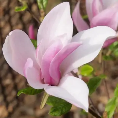 Магнолия БЕТТИ в Минске