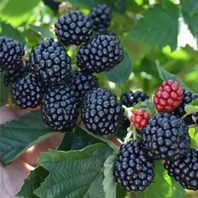 Ежевика ПОЛАР бесшипная  в Минске