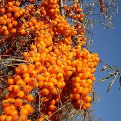 Облепиха СУДАРУШКА в Минске