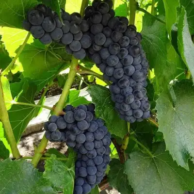 Виноград ВЭЛИАНТ в Минске