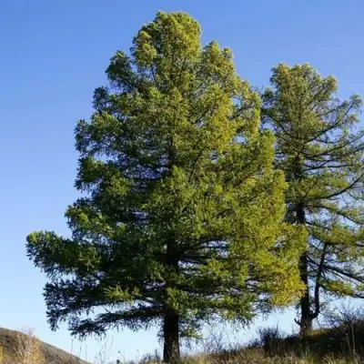 Лиственница сибирская в Минске