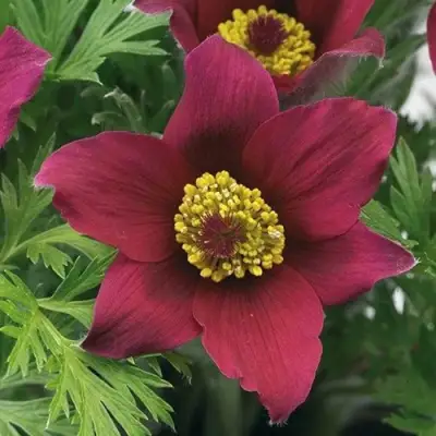 Прострел ПИНВИЛ РЕД ШЕЙДЕС в Минске