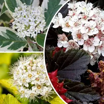 Комплект ЯРКАЯ ВСПЫШКА в Минске