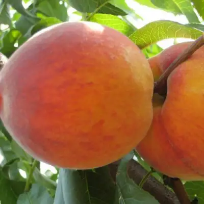 Персик СОЧНЫЙ в Минске