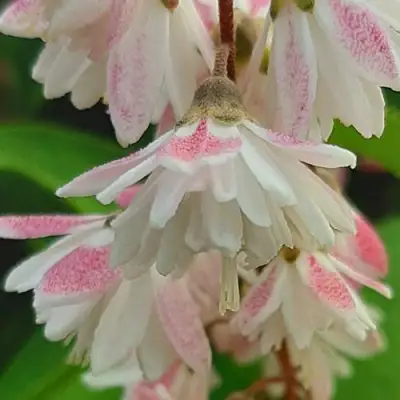 Дейция РОЗЕА ПЛЕНА в Минске