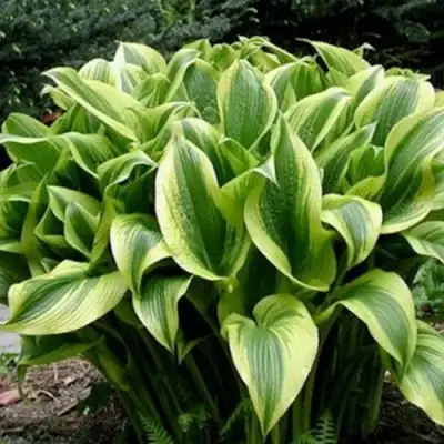 Хоста АУРЕОМАРГИНАТА в Минске