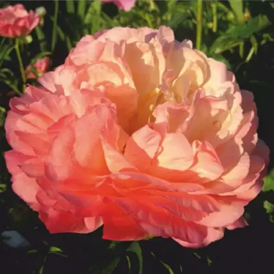 Пион КОРАЛ СУПРИМ травянистый в Минске