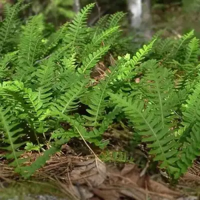 Многоножка обыкновенная в Минске