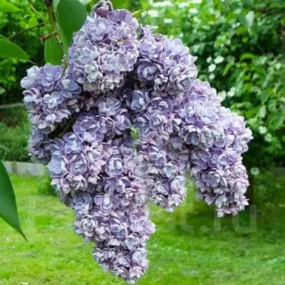 Сирень АМИ ШОТТ в Минске