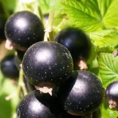 Смородина черная ЧЕРНООКАЯ в Минске