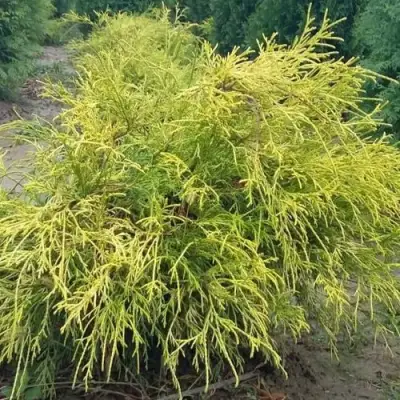 Кипарисовик ФИЛИФЕРА АУРЕА горохоплодный в Минске