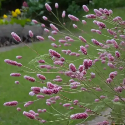 Кровохлебка РОК ЭНД РОЛЛ в Минске