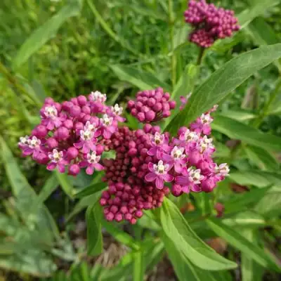 Ваточник МЯСО-КРАСНЫЙ в Минске