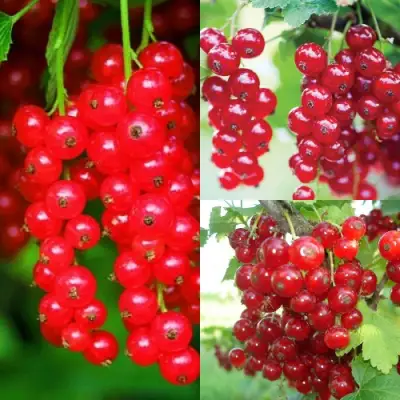 Комплект КРАСНЫЙ УРОЖАЙ в Минске