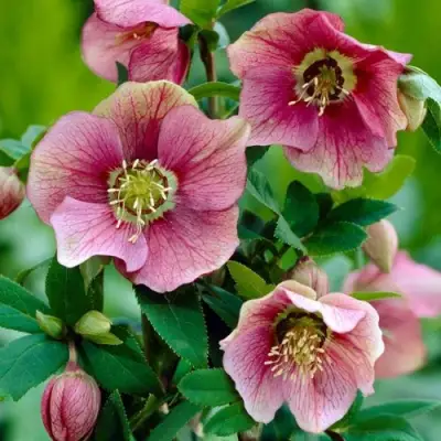 Морозник ВОСТОЧНЫЙ в Минске