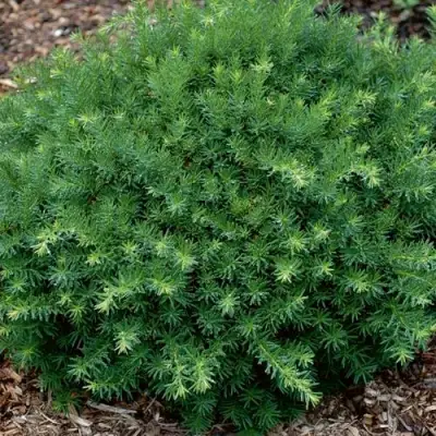 Тис ХИКСИ средний в Минске