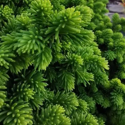 Ель ЛИТЛ ДЖЕМ обыкновенная в Минске