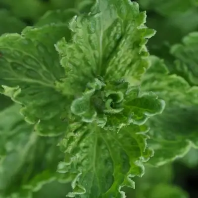 Мята КРИСПА в Минске