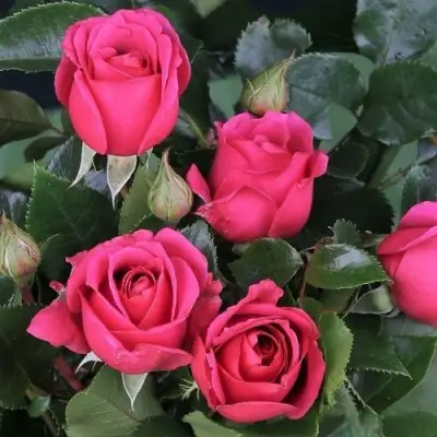 Роза ЛАВ ЛЕТТЕР флорибунда в Минске