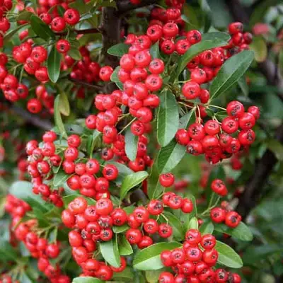 Пираканта РЕД КУИШОН в Минске