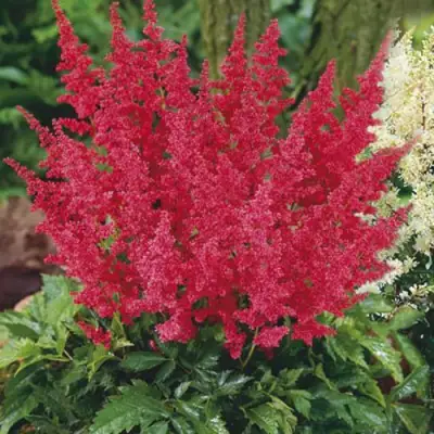 Астильба МОНТГОМЕРИ японская в Минске