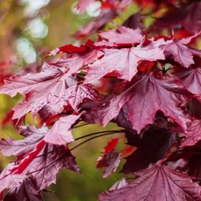 Клен РОЯЛ РЕД остролистный в Минске
