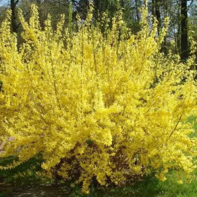 Форзиция ФОРЧУНА в Минске