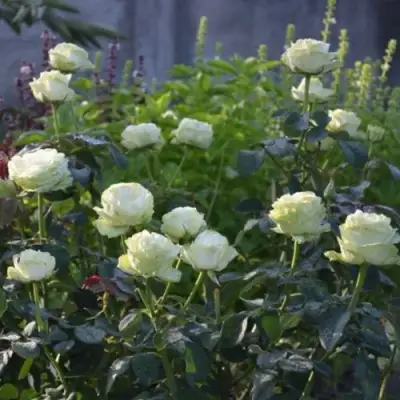 Роза ВАКАНА японская в Минске