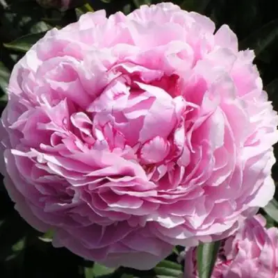 Пион ША-ЛА травянистый в Минске