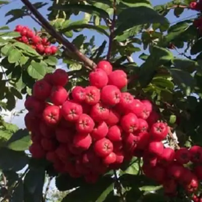 Рябина МОРАВСКАЯ сладкоплодная в Минске