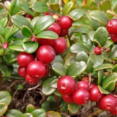 Брусника садовая АМЕРЛАНД в Минске