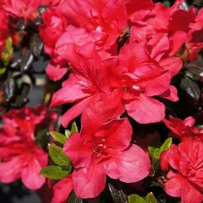 Азалия МАРУШКА японская в Минске