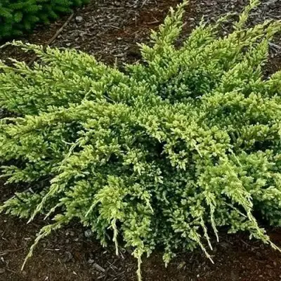 Можжевельник ДРИМ ДЖОЙ чешуйчатый в Минске