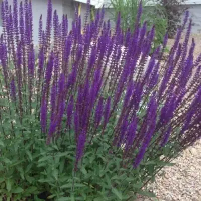 Шалфей КАРАДОНА в Минске