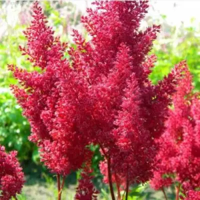 Астильба СКАЙСКРЕЙПЕР китайская в Минске