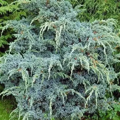 Можжевельник БЛЮ АЛЬПС китайский  в Минске