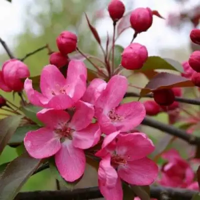 Яблоня РУДОЛЬФ декоративная  в Минске