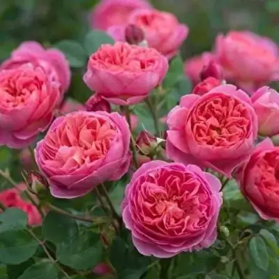 Роза БЕНДЖАМИН БРИТТЕН шраб в Минске