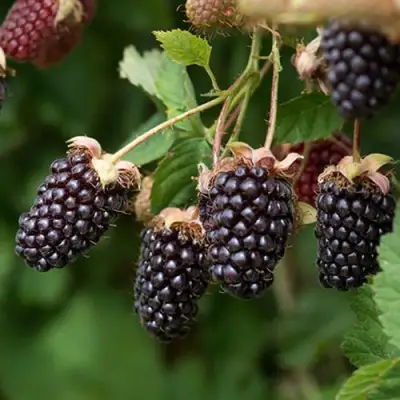 Ежемалина БОЙСЕНБЕРРИ в Минске