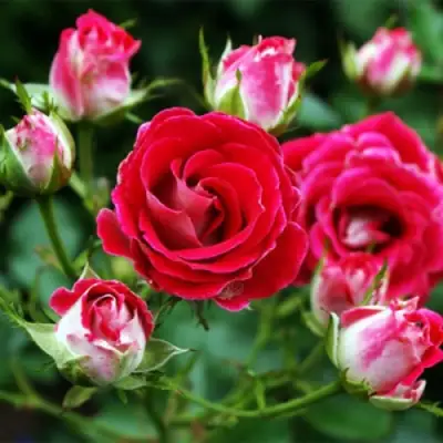 Роза ШОНЕ КОБЛЕНЦЕРИН флорибунда в Минске