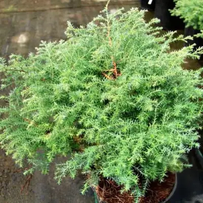 Кипарисовик СКВАРРОЗА горохоплодный в Минске