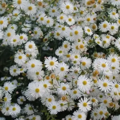 Болтония СНОУБЭНК в Минске